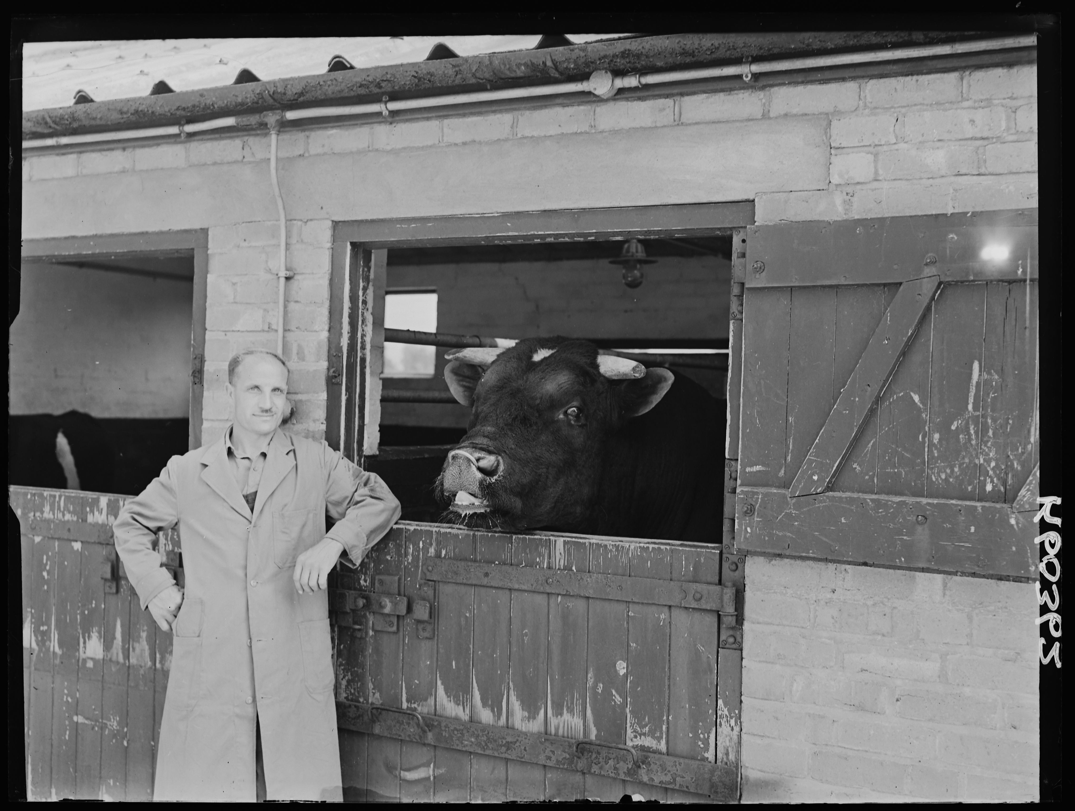 Black and white photograph of a farmer leaning against a stable door with a bull behind him