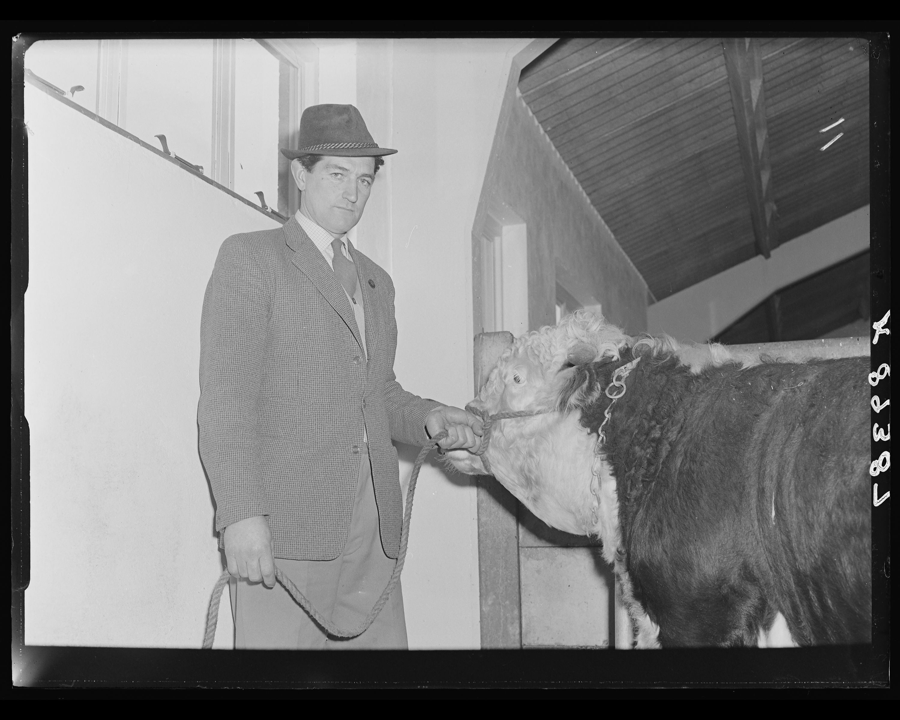 Black and white photograph of three farmers inspecting a cow in a pen