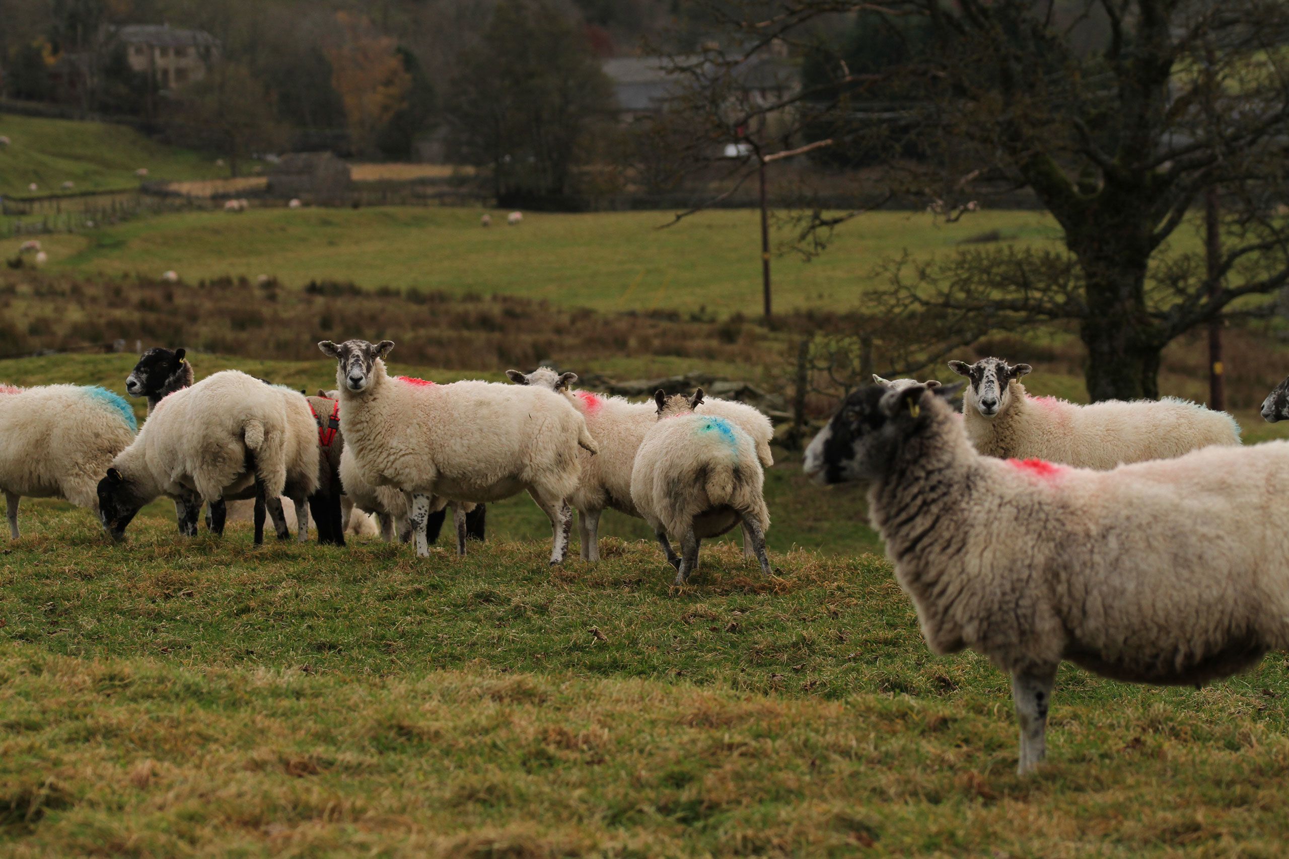Mid range shot of sheep in a field with one animal looking directly at the viewer