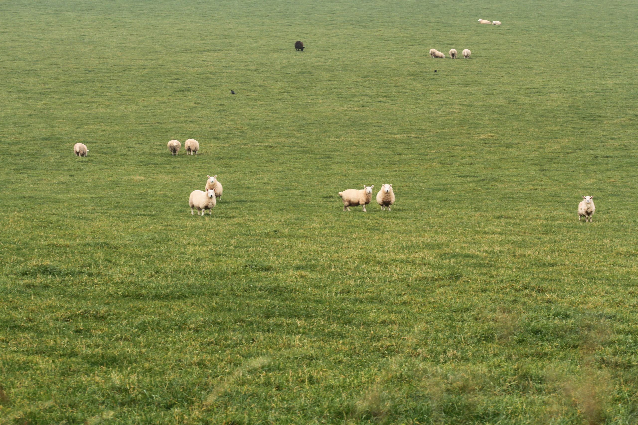Wide angle image of sheep grazing in a green field