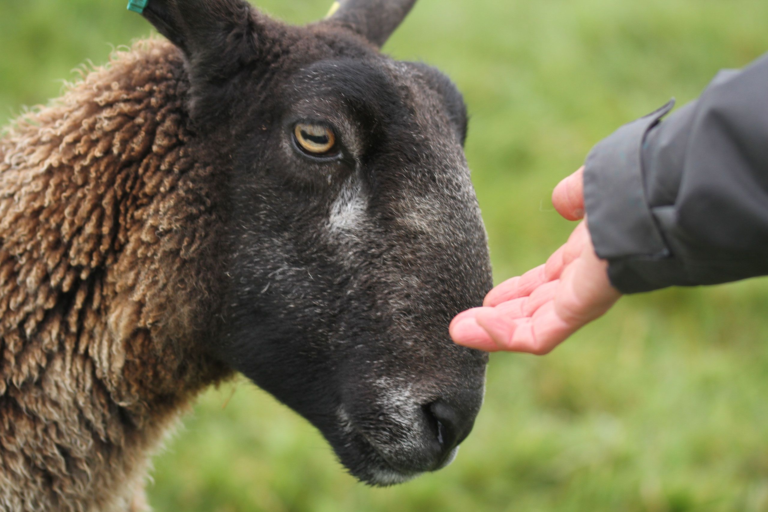 Close up photo of a sheep approaching an outstretched hand