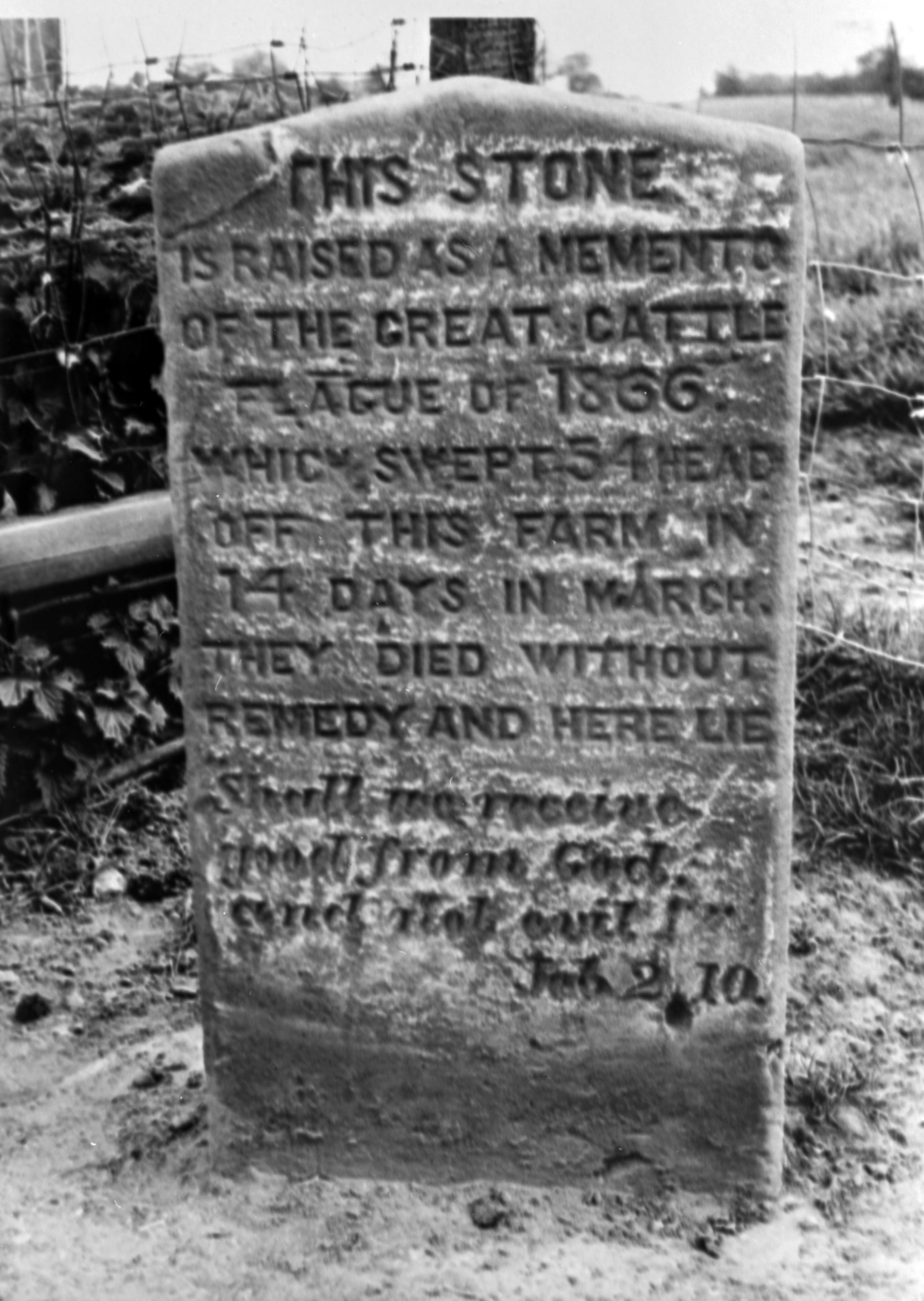 MEMORIAL TO A COW