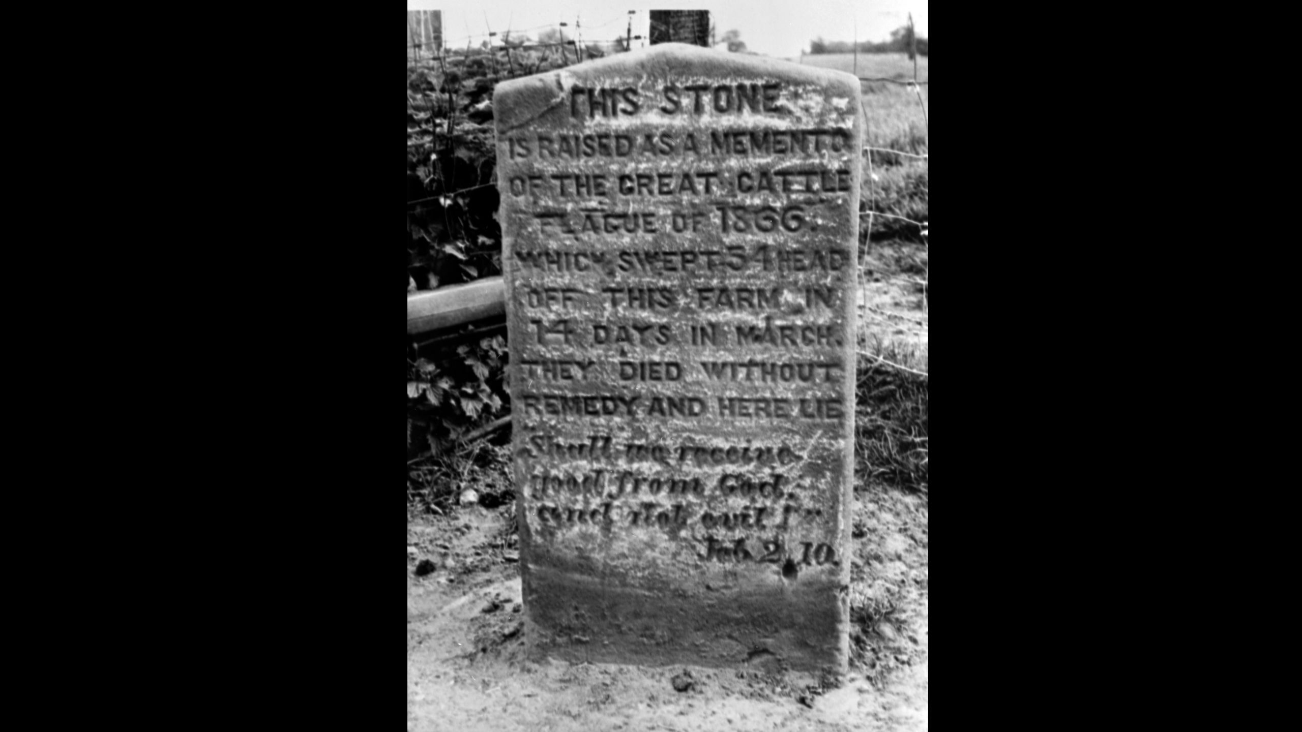 Photograph of a livestock grave stone