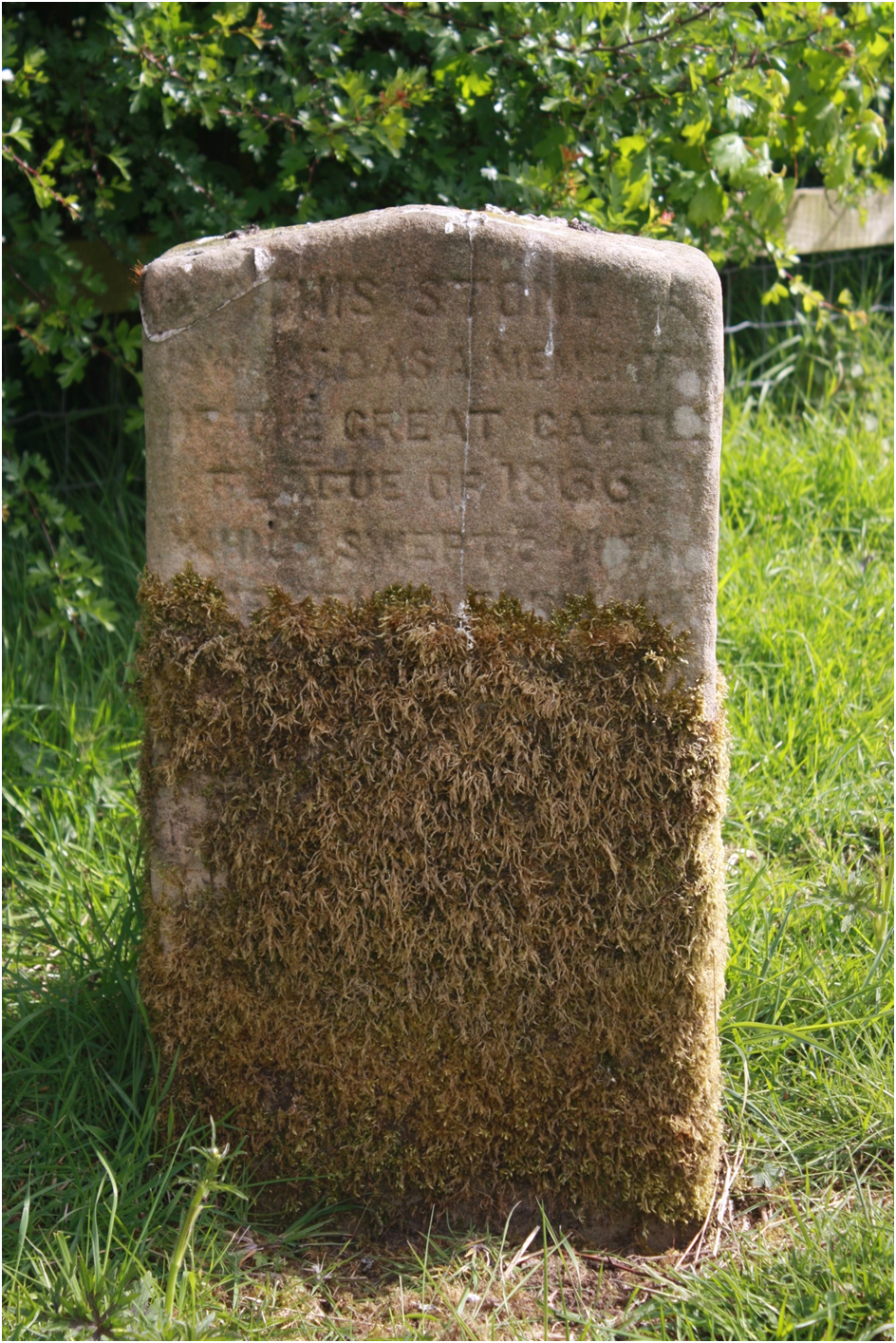 Photograph of the murrain stone near Norton-in-Hales, unfortunately lichen covers part of the inscription