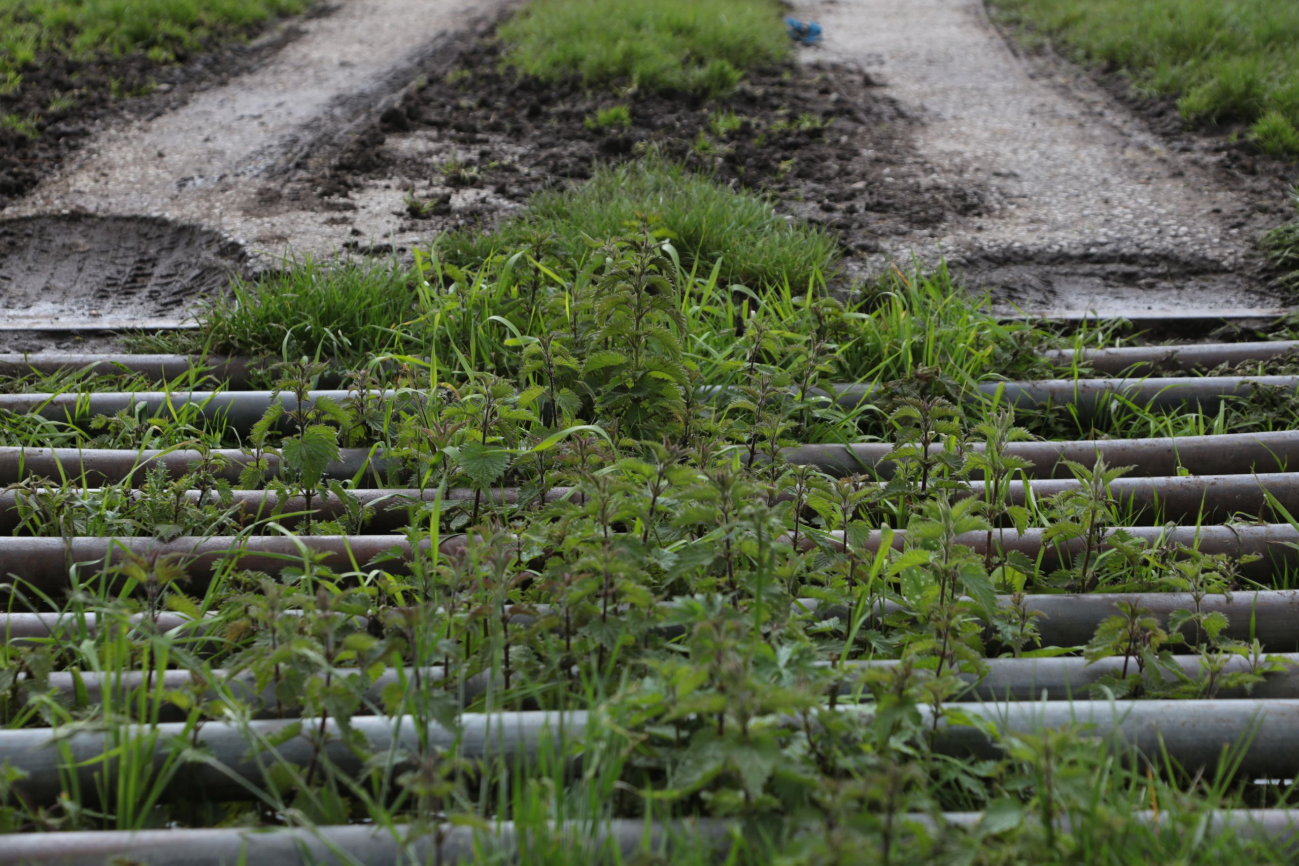 Image of a cattle grid with weeds growing up through the bars