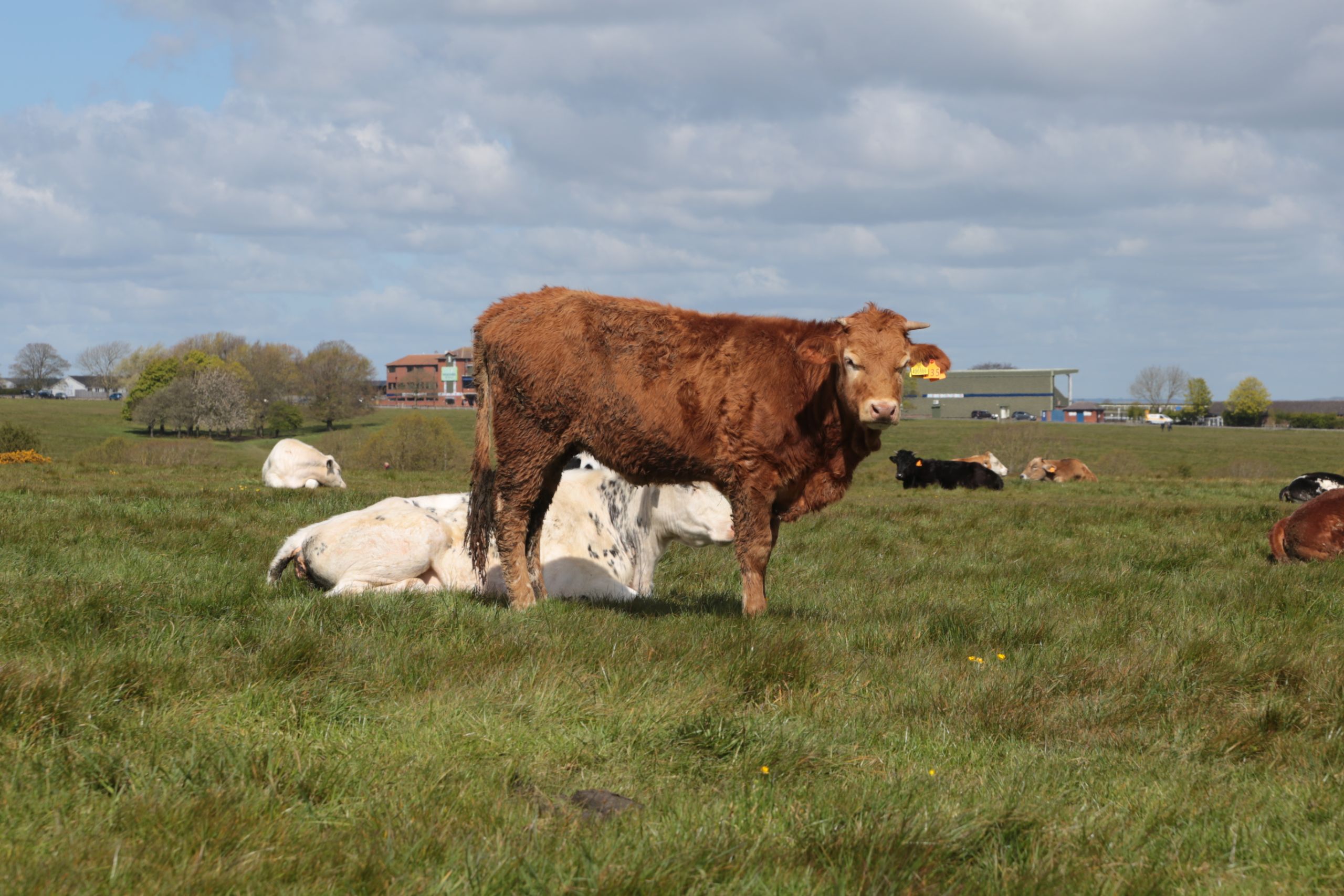 Photograph of a brown cow with a yellow ear tag looking at the camera