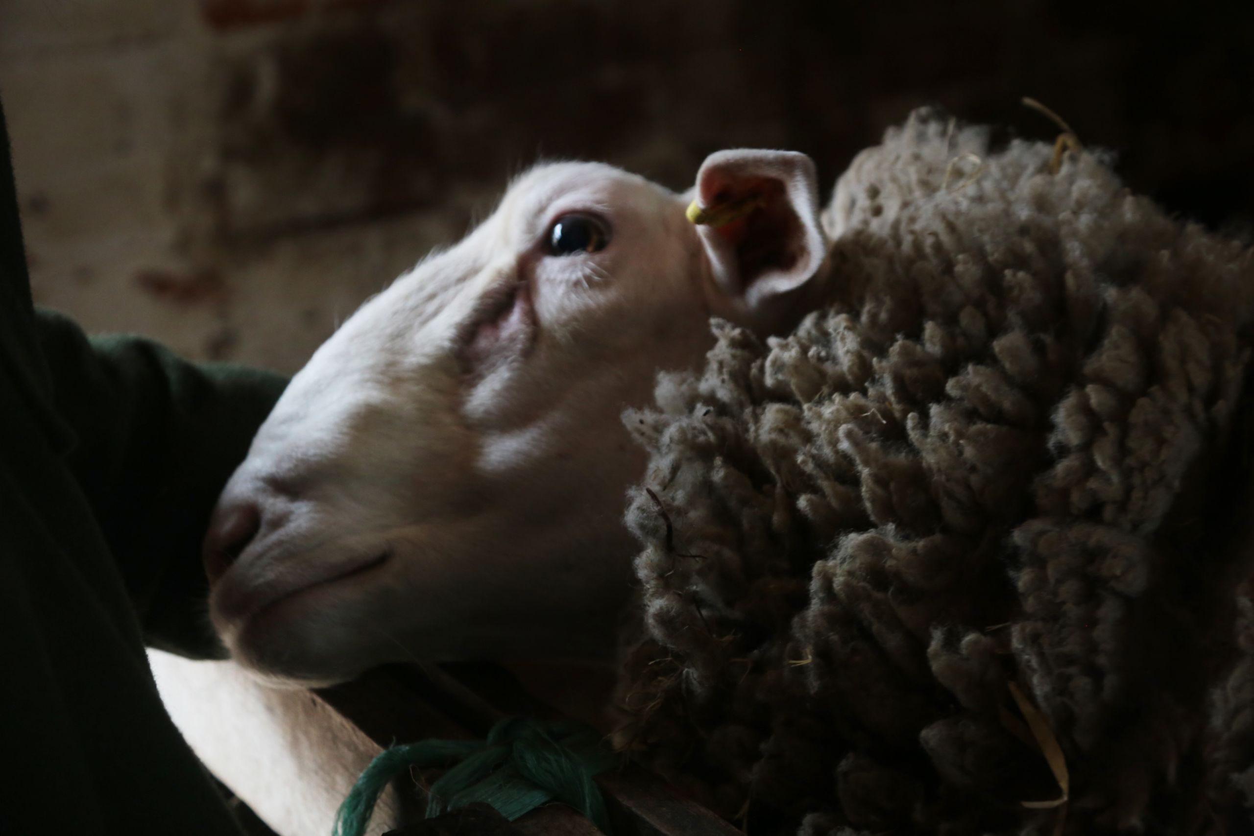 Portrait photograph of Maurice the sheep