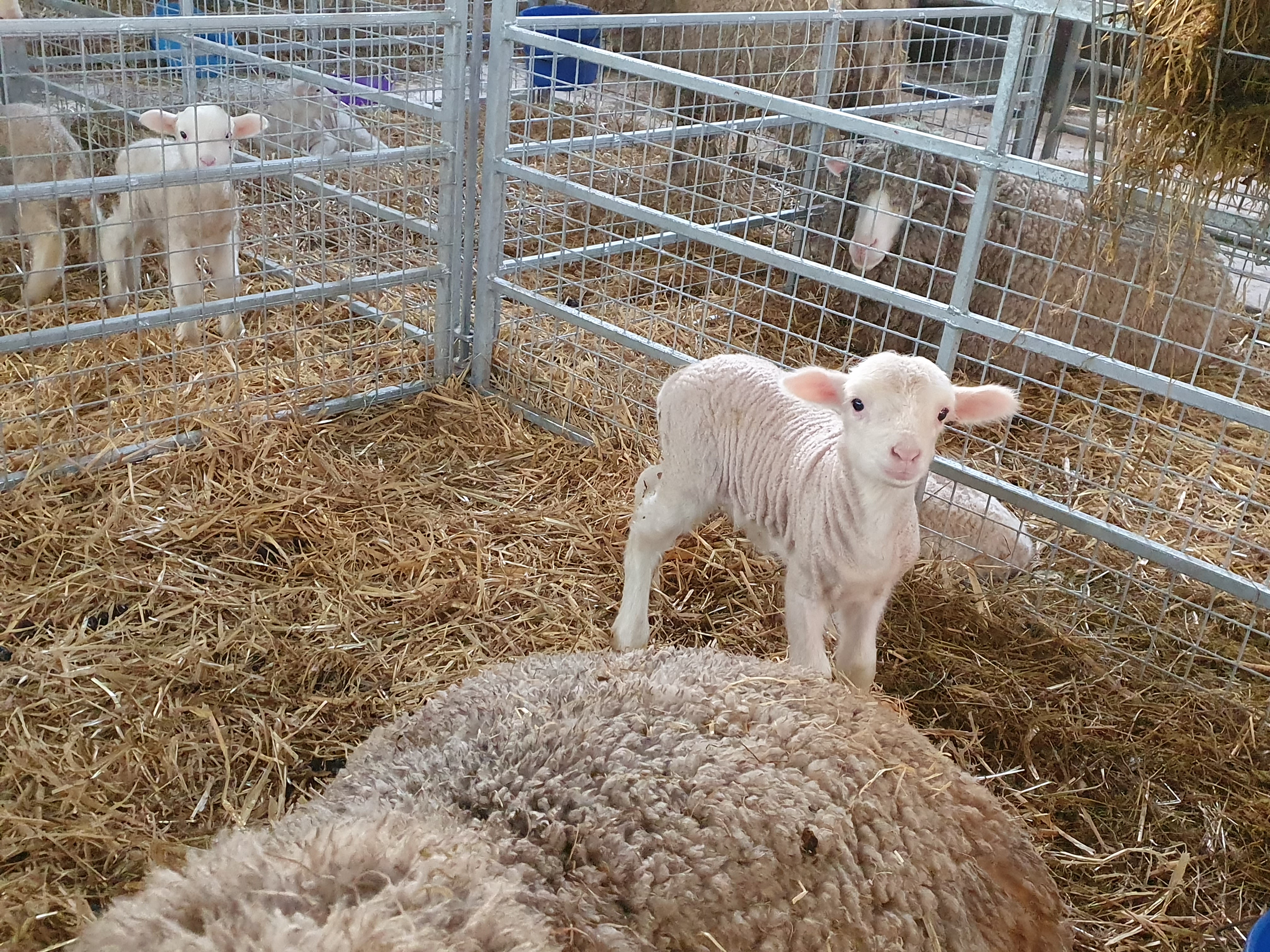 Photograph of a Merino lamb in a pen