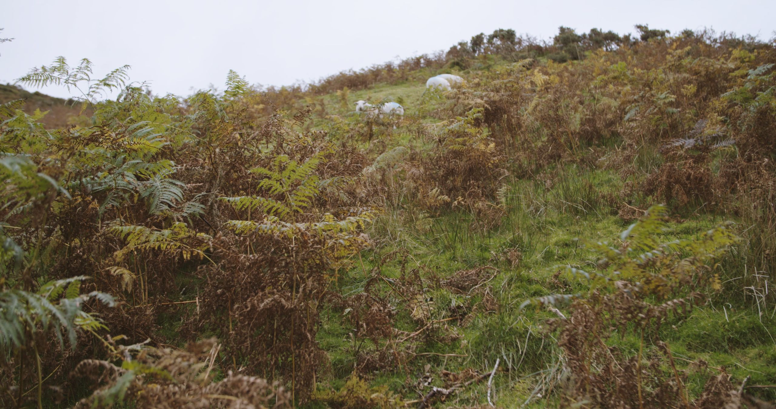 Image of sheep grazing in a wild grown landscape