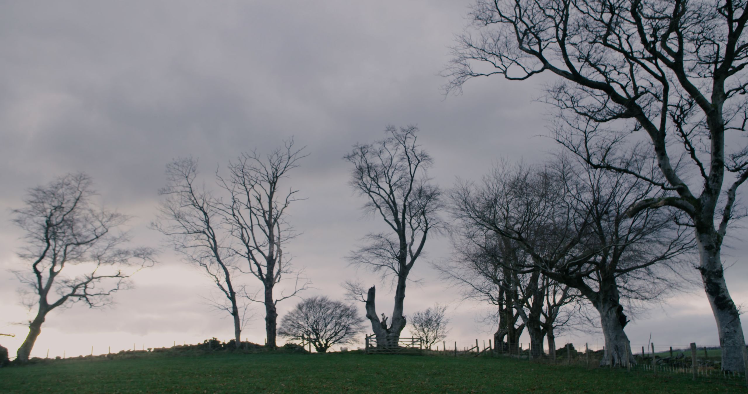 Photograph of trees against a dusk sky